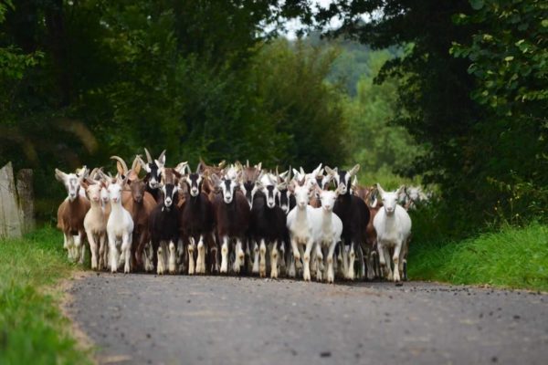 Zickensommer im spessart